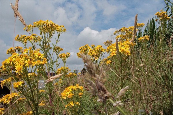 Schön anzusehen, aber gefährlich: Das Jakobskreuzkraut breitet sich in Lippe immer weiter aus. Die Pflanze bildet sehr viele Samen, die durch den Wind verbreitet werden. - © Heidi Stork
