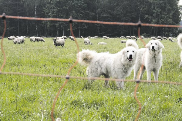 Sie sind ein guter Schutz gegen Wolfsangriffe: Herdenschutzhunde stehen bei Schäfern in NRW hoch im Kurs. Denn sie erhöhen die Sicherheit für Vieh, zum Beispiel Schafsherden. Sie sind besonderen Risiken ausgesetzt. - © Anette Wolff