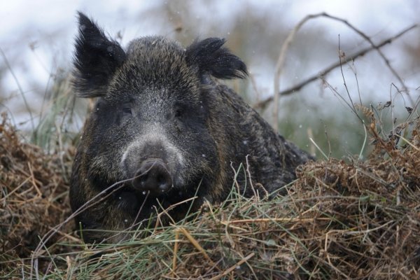 - © Willi Rolfes / DJV