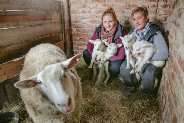 Wolliges Quartett: Hilke Blomeyer und Tochter Michaela halten die vier Lämmchen im Arm. Mutterschaf Lotte beäugt derweil neugierig den Fotografen.  - © Tyler Larkin