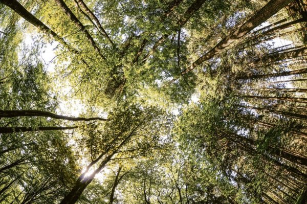 Wertvoller Lebensraum: Zum Erhalt des Naturerbes will das Land NRW in der Egge nun weitere wertvolle Buchenwälder unter Schutz stellen. - © dpa