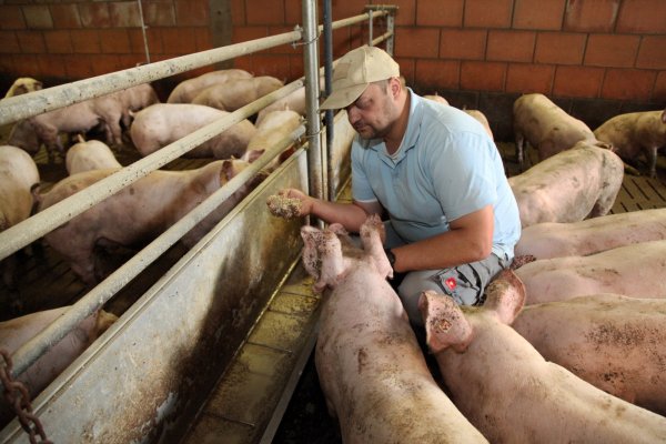 Schweinemäster Friedrich-Wilhelm Meierjohann kontrolliert das Futter. - © Bernhard Preuss