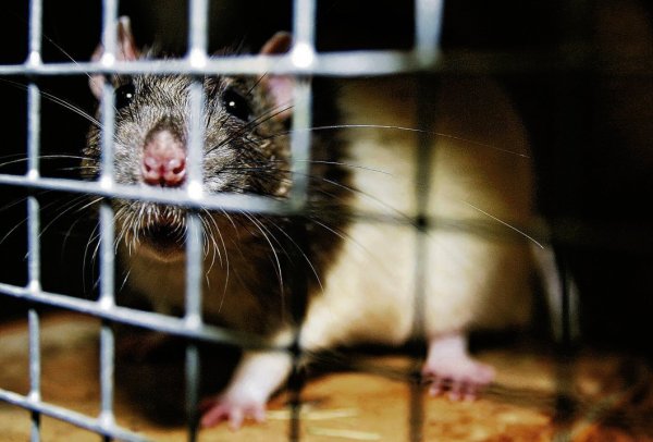 Eine Ratte als Haustier: Diese Tiere vermehren sich schnell, deshalb müssen Käufer von Ratten gut aufgeklärt werden.
 - © dpa
