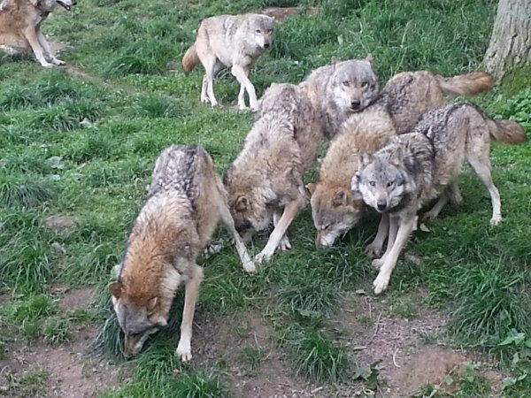 Wiedersehen macht Freude: Der Wolf kehrt zurück - © Privat