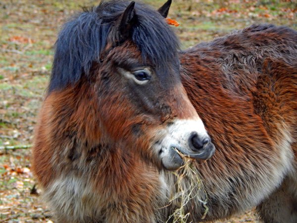 Mahlzeit: Die Exmoor-Ponys lassen sich das Heu schmecken, das ihnen in ihre neue Koppel in der Wistinghauser Senne geschüttet worden ist. Die Tiere sollen als vierbeinige Naturschützer in der Senne grasen. - © Held