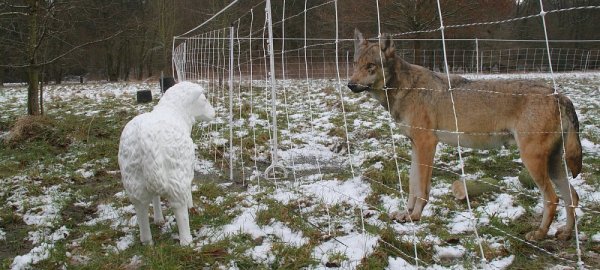 Verkehrte Welt: Das Plastikschaf beäugt den Pappwolf hinter dem Schutzzaun. Eigentlich soll das Herden-Schutzset Schutz vor den Raubtieren bieten. - © Jörg Barner (mt)