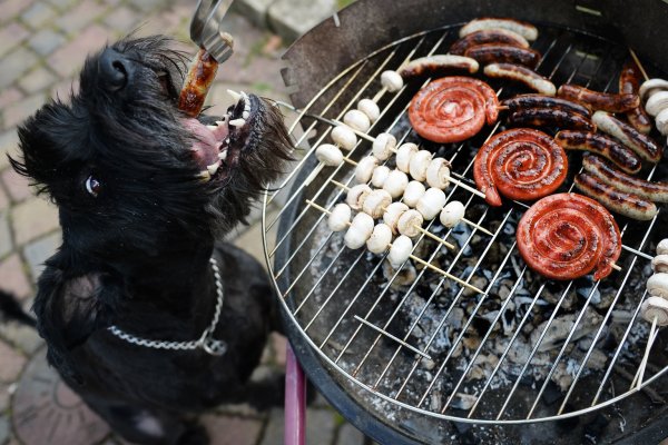 Hunden nichts vom Grill geben - © Foto: Daniel Maurer/dpa