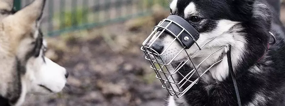Bild zu Schock im Bielefelder Tierheim: Vermittlung geht v&ouml;llig schief, Hund bei&szlig;t zu