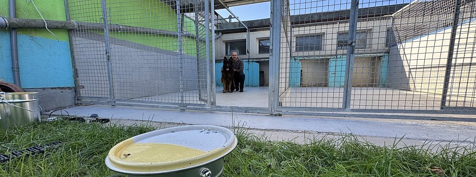 Bild zu Tierheim Bad Salzuflen investiert in Quarantäne und „Katzengarten“