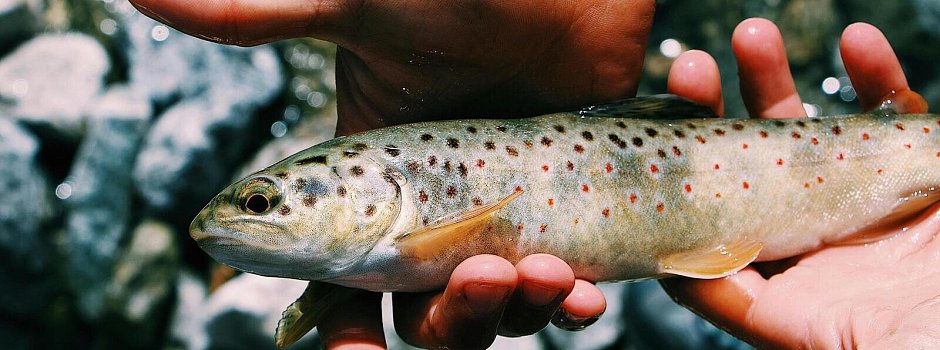 Bild zu Eine teure Bachforelle: Drei Kalletaler erhalten vor Gericht Denkzettel fürs Schwarzangeln