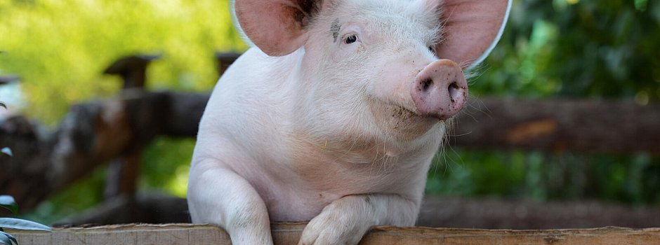 adobestock_45975890 - Lilifox - stock.adobe.com