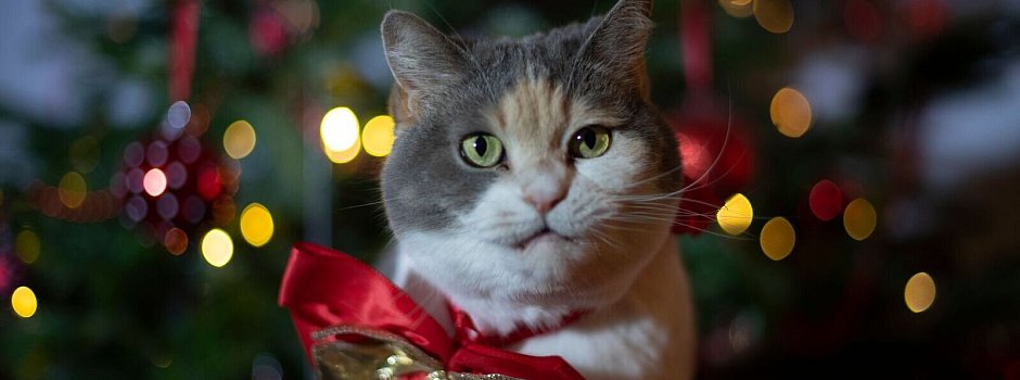 Bild zu Tierisches Geschenk: Lieber Patenschaft statt Haustier