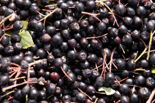 Aronia-Beeren - © Foto: Sebastian Kahnert/dpa-Zentralbild/dpa/Archiv