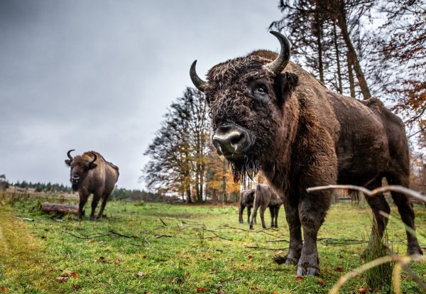 Seit knapp einem Jahr lebt die einst ausgewilderte Wisent-Herde wieder im Gatter: Naturschützer klagten auf Freilassung, doch Richter sehen kein Artenschutz-Problem. (Archivbild) - © Dieter Menne/dpa