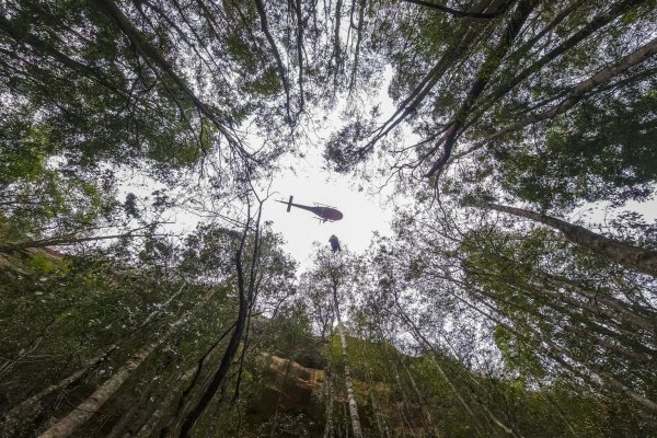 Einsatz über dem Wald - © Foto: Npws/NPWS/AAP/dpa