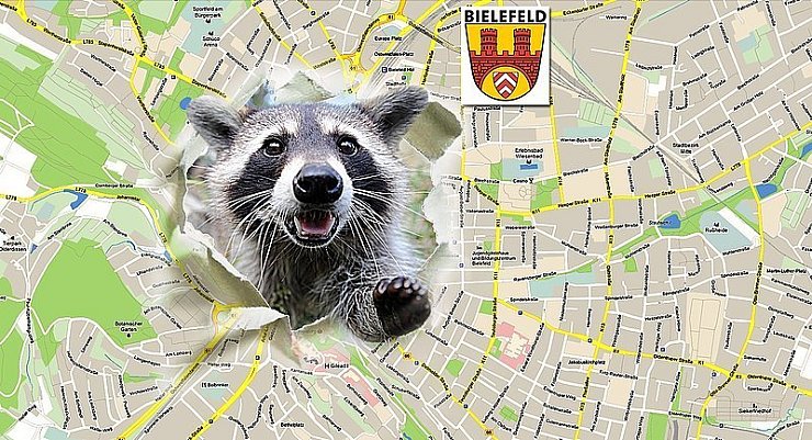 Waschbären gibt es vor allem im Norden und Osten der Stadt. - © FOTO: DPA,GOOGLE, GESTALTUNG: SILKE SALBERT
