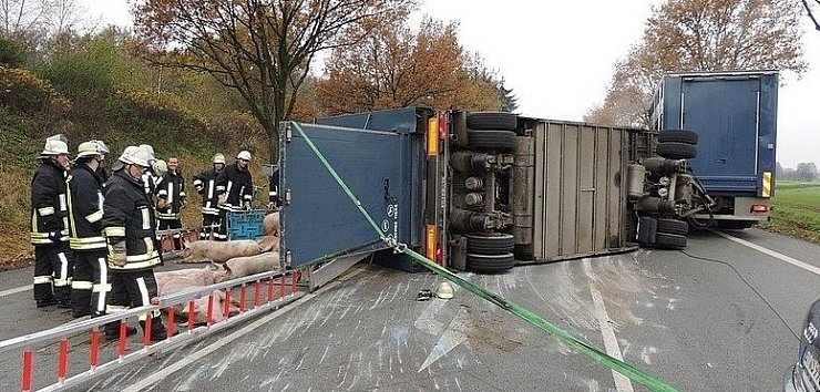 Der Anhänger eines Schweinetransporter ist in Harsewinkel umgekippt. - © FOTO: GABRIELE GRUND