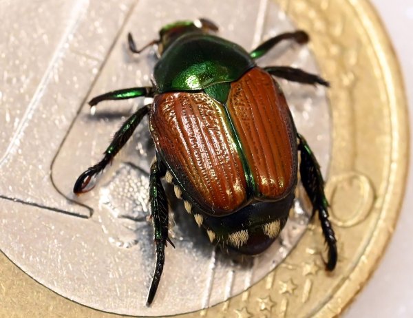 Präparierter Japankäfer (Popillia japonica) - © Uli Deck/dpa