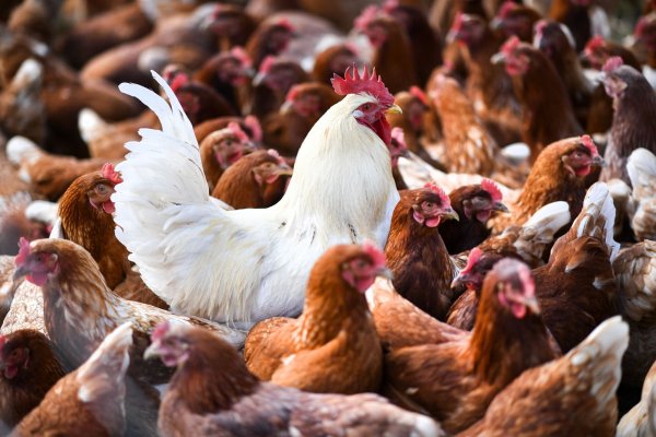 Eine 59 Jahre alte Person sei in Mexiko-Stadt am 25. April nach einer Infektion mit dem Virus A(H5N2), einem Vogelgrippe-Subtyp, gestorben, heißt es in einer Mitteilung der WHO. - © Felix Kästle/dpa
