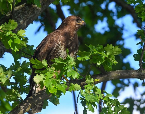 Jogger sollten in diesen Wochen an Waldrändern vorsichtiger unterwegs sein - denn es ist Brutzeit bei den Mäusebussarden und vereinzelt verteidigen die Vögel ihren Nachwuchs gegen den vermeintlich gefährlichen schnell laufenden Menschen. - © Patrick Pleul/dpa/dpa-tmn