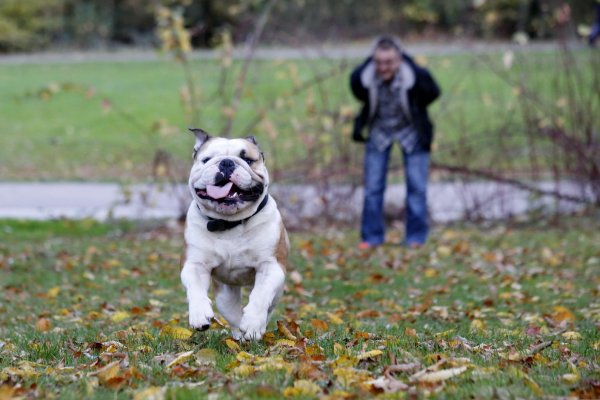 Die englische Bulldogge Hutsch ist wieder da. - © Martina Rehse