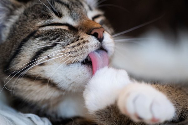 Reinliche Tiere: Um die Fellpflege kümmern sich Katzen in der Regel selbst. - © Franziska Gabbert/dpa-tmn