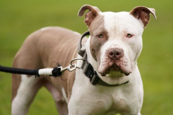 Die Haltung von XL-Bully-Hunden ist seit Februar nur noch in Ausnahmen erlaubt. (Archivbild) - © Jacob King/Press Association/dpa
