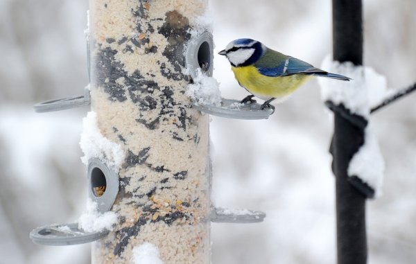 In gut konstruierten Futterhäuschen ist die Nahrung besser vor Vogelkot, Wind und Regen geschützt als in anderen. (Archivbild) - © picture alliance / dpa