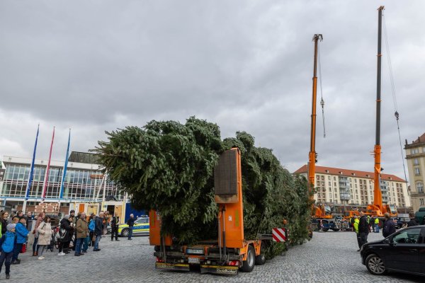Der Baum für den diesjährigen Dresdner Striezelmarkt ist eine etwa 25 Meter hohe Nordmanntanne aus Freital. - © Daniel Wagner/dpa