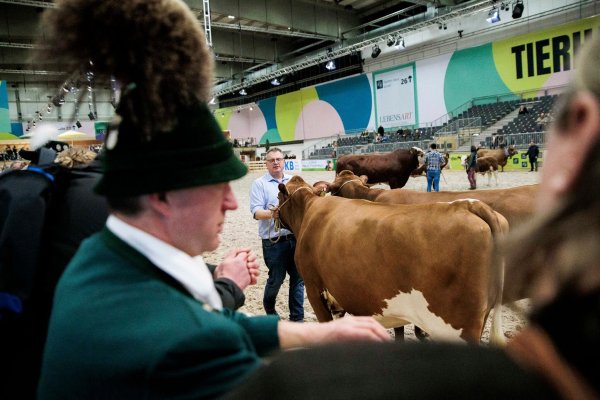 Paarhufer wie Rinder, Schweine, Schafe oder Alpakas wird es auf der Grünen Woche in diesem Jahr nicht zu sehen geben. (Archivbild) - © Carsten Koall/dpa