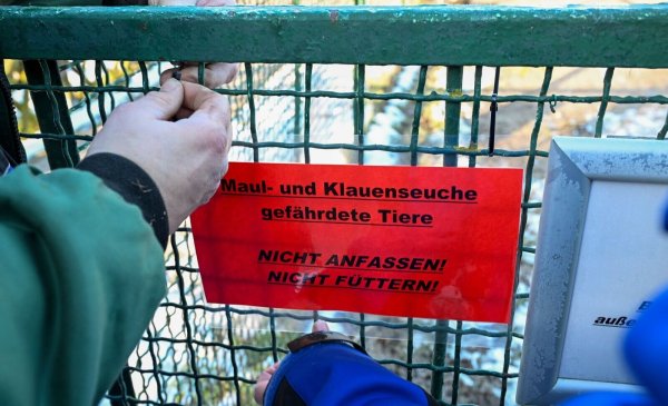 Großbritannien reagiert auf den Ausbruch der Maul- und Klauenseuche in Deutschland mit verschärften Regeln. - © Jens Kalaene/dpa