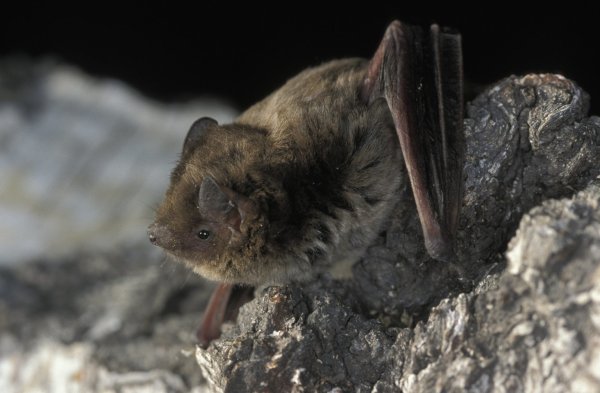 Rauhautfledermaus - © Foto: Dietmar Nill/NABU/dpa-tmn
