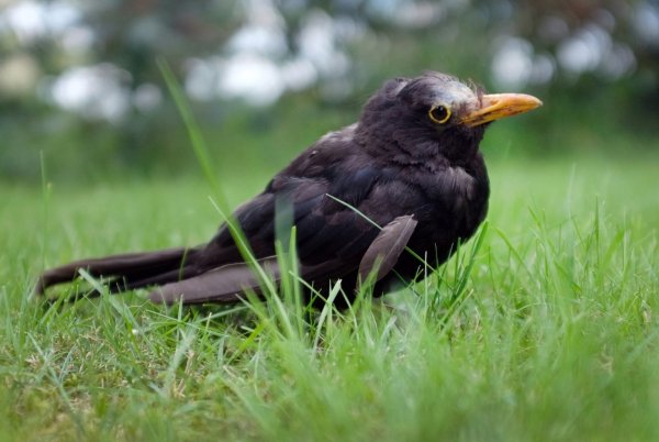 Amsel - © Foto: Martin Gerten
