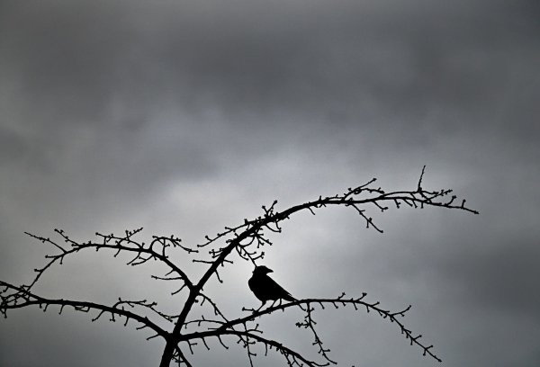 Der Deutsche Wetterdienst erwartet für die nächsten Tage trübes Winterwetter in NRW. (Symbolbild) - © Federico Gambarini/dpa