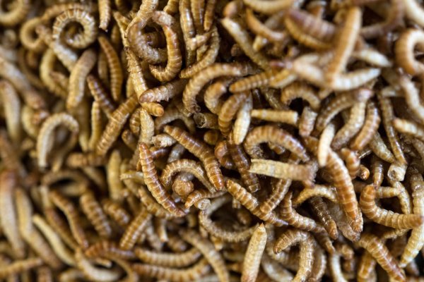 Anders als in Deutschland sind in vielen Ländern weltweit Insekten auf dem Teller nichts Ungewöhnliches. - © Marijan Murat/dpa