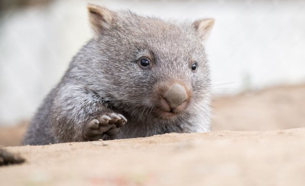 Tierschützer fürchten, dass das Wombat-Baby bei der Aktion verletzt wurde. (Symbolbild) - © Julian Stratenschulte/dpa