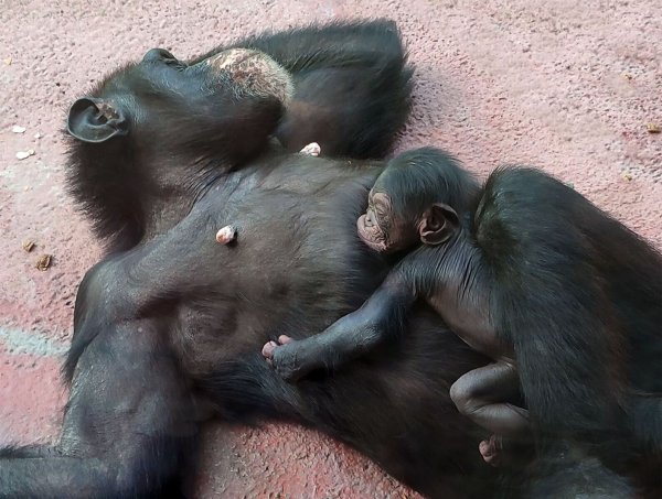 Im Gelsenkirchener Zoo ist ein kleiner Schimpanse auf der Außenanlage zur Welt gekommen. Der kleine Affe ist noch namenlos. - © -/ZOOM Erlebniswelt/dpa