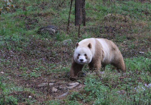 Qizai ist der einzige braune Panda, der in Gefangenschaft lebt. - © Wenliang Zhou/Eurekalert/dpa