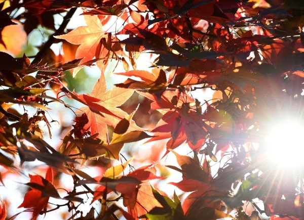 Sonne statt Schauer: Die neue Woche in NRW verspricht meist trockenes Wetter und steigende Temperaturen. (Archivbild) - © Caroline Seidel/dpa