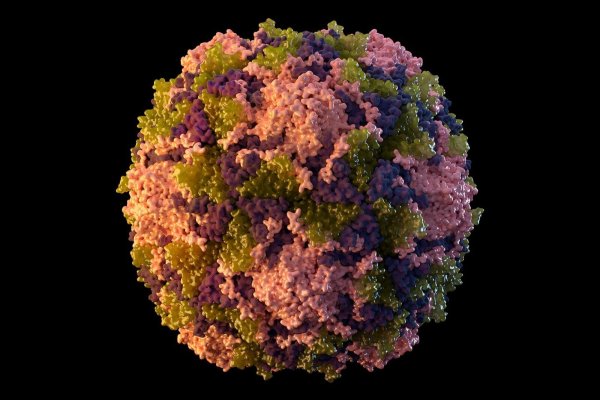 Die von der US-Behörde CDC zur Verfügung gestellte Illustration aus dem Jahr 2014 zeigt ein Poliovirus-Partikel. - © CDC/AP/dpa
