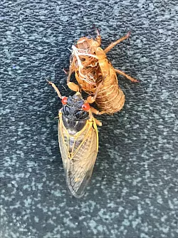 Laute Zikaden f&uuml;hrten zu vermehrten Notrufen in US-Bundesstaat - &copy; Foto: Cordula Berghahn/dpa