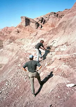Bissspuren von S&auml;ugetieren auf Dinosaurierknochen entdeckt - &copy; Foto: Andreas Matzke/Universit&auml;t T&uuml;bingen/dpa