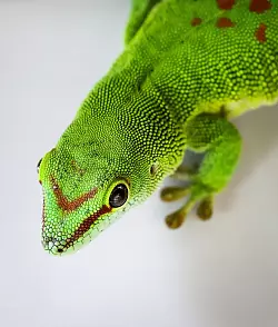 Gecko im Tierheim - &copy; Foto: Christian Charisius/dpa