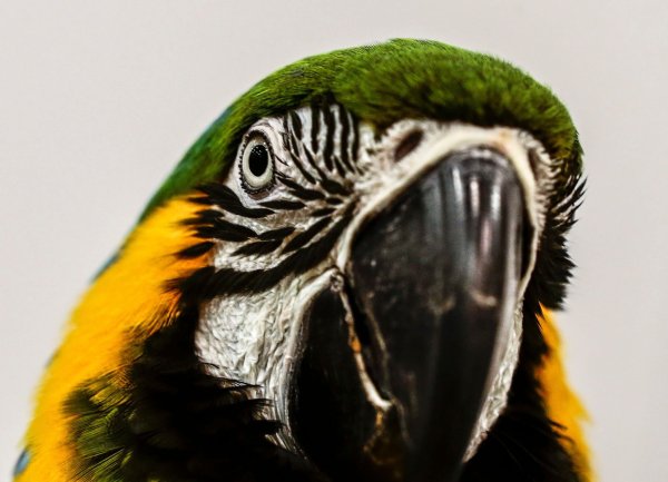 Der Papagei war seinem Besitzer entflohen. (Symbolfoto) - © picture alliance / dpa