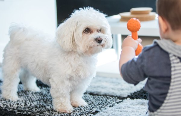 Hundespielzeug ist nichts für Kinder - © Foto: Christin Klose