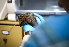 img_5438 - Daniel Salmon