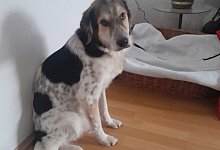 468596862_976219547872072_1378068620003434248_n - Hundenothilfe OWL