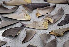 Beschlagnahmte Haifischflossen - Wilfredo Lee/AP/dpa