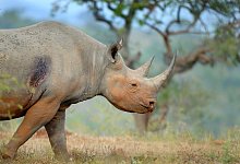 Ein Spitzmaulnashorn im s&uuml;dafrikanischen Hluhluwe-iMfolozi-Park. - Dale R. Morris/Victoria University/dpa