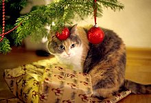 Katze unter Weihnachtsbaum - Foto: Ina Fassbender/dpa-tmn